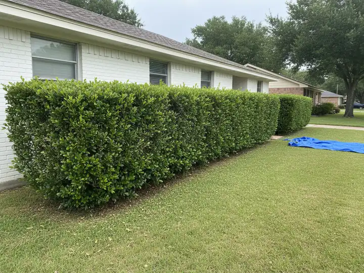 Long ligustrum hedge trimmed flat and square along the side of a brick house